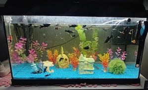 verkaufe 60 l aquarium komplett mit heizstab und pumpe ,deko ,futter alles was dazu geört
