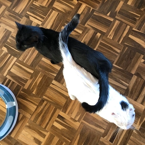 Rony & Fiona - ein unzertrennliches Herz sucht ein gemeinsames Zuhause