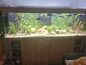 Fische und Pflanzen abzugeben