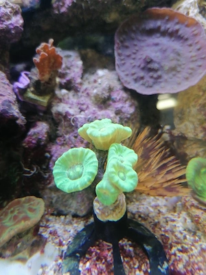 7 köpfige caulastrea neon green 