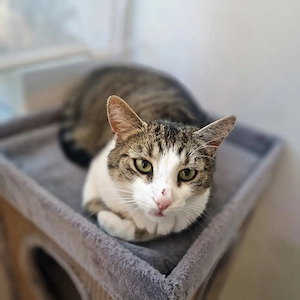 Kater such neues (Einzel-) Zuhause