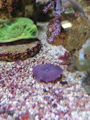 Lose lila Scheiben Anemone 