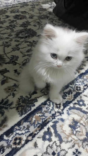    Entzückendes Kätzchen zu vermitteln   2 Monate alt   