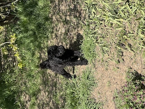 Königspudel Welpen 9 Wochen alt  Mädels + Jungs geimpft, gechipt, entwurmt ab sofort frei