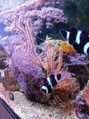 Clownfische zur Abgabe 