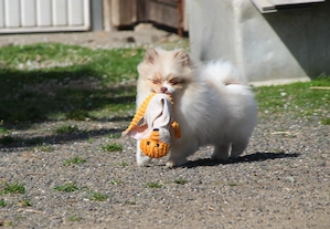 Toller Pomeranian Zwergspitz Junge in lilac merle tricolor 