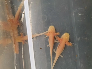 Axolotl Jungtiere in berlin 