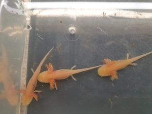 Axolotl Jungtiere in Berlin 