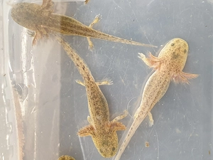 Axolotl jungtiere in berlin 