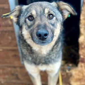 Liebe junge Hündin, sehr anhänglich und verschmust 