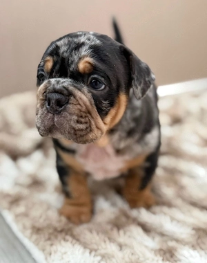 OEB welpe sucht Traumschloss 