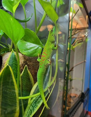 Madagaskar Taggecko Weibchen