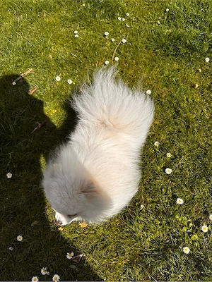 Decküde Zwegspitz (Pomeranian)
