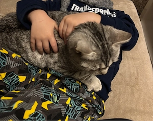 Liebevolle British-Kurzhaar-Mix Wohnungskatze sucht neues Zuhause 