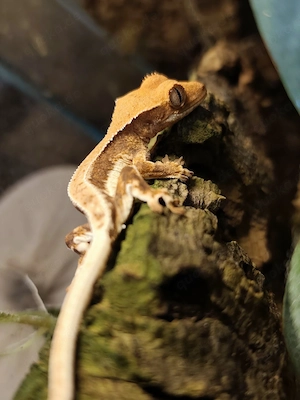 Kronengecko Correlophus ciliatus lillywhite 