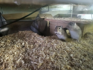 Gerbil Rennmaus Trio auf Wunsch mit Nagarium