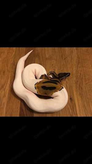 Verkaufe Köningspython ! ! !