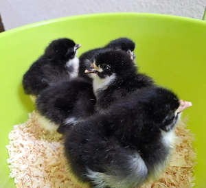 Marans sk Tagesküken zu verkaufen