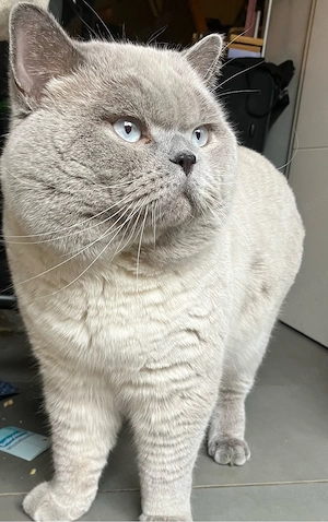 Deckkater BKH m. Stammbaum u. Erfahrung in Blue Point