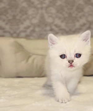 DECKKATER PROFI BKH Red Point trägt Chocolate und Verdünnung Stammbaum Blaue Augen Bild 7