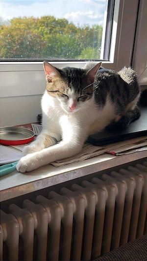 katzen liebe voll Bild 4