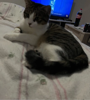 katzen liebe voll Bild 2