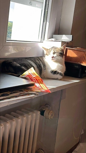 katzen liebe voll Bild 3