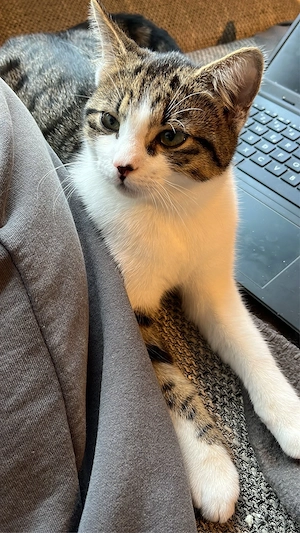 katzen liebe voll Bild 5