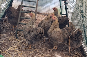 Zwergwyandotten Hennen zu verkaufen