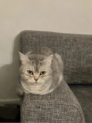 sehr liebe und verschmuste BKH Katze Bild 8