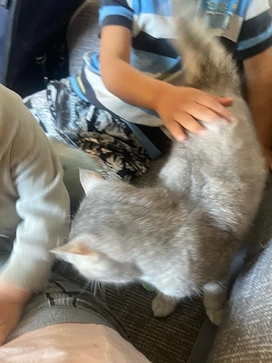 sehr liebe und verschmuste BKH Katze Bild 2