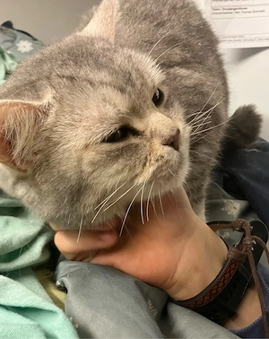 sehr liebe und verschmuste BKH Katze Bild 6