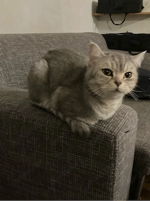 sehr liebe und verschmuste BKH Katze