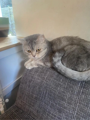 sehr liebe und verschmuste BKH Katze Bild 7