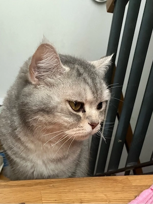 sehr liebe und verschmuste BKH Katze Bild 9