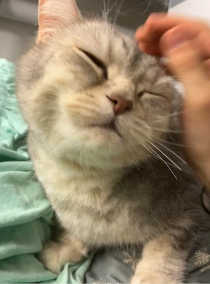 sehr liebe und verschmuste BKH Katze Bild 5