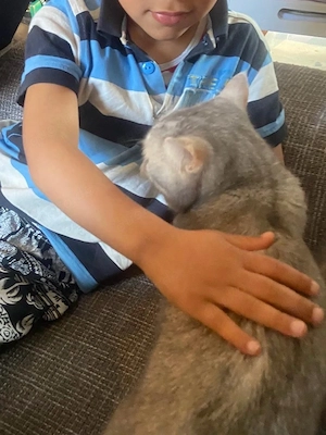 sehr liebe und verschmuste BKH Katze Bild 3