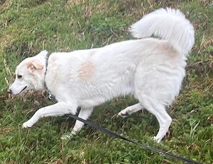 Braver Mike - seine Familie zerbrach - jetzt sucht er dringend ein neues Zuhause