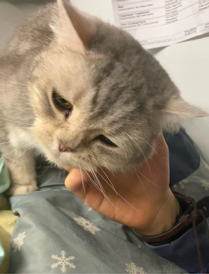 sehr liebe und verschmuste BKH Katze Bild 4