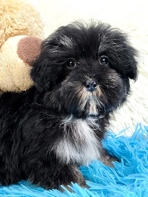 Wunderschöne Maltipoo  Bild 5