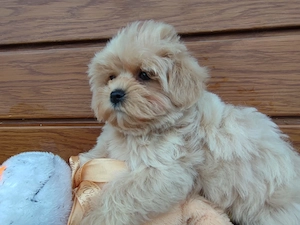 Wunderschöne Maltipoo  Bild 2