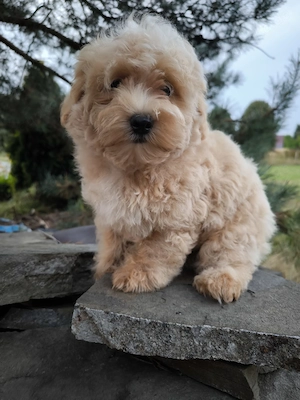 Wunderschöne Maltipoo  Bild 4