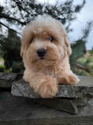 Wunderschöne Maltipoo  Bild 3