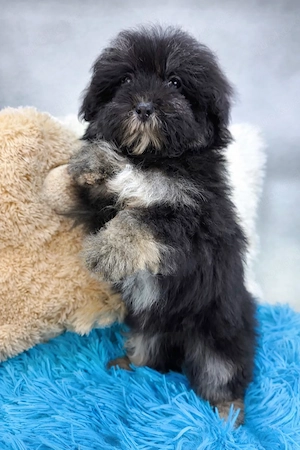 Wunderschöne Maltipoo  Bild 6