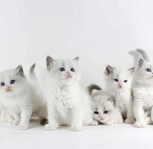 Traumhafte Ragdoll Kitten zu vergeben