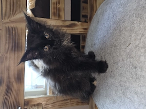 2 kitten sucht ein schönes Zuhause