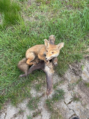 Fuchs Tierpräparat Bild 3