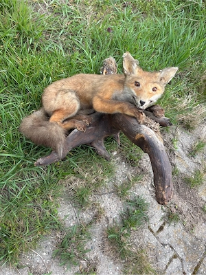 Fuchs Tierpräparat Bild 2
