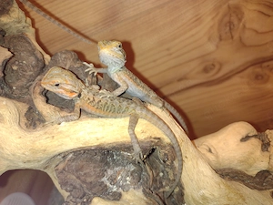 Süße Farb-Bartagamen Babys Pogona vitticeps liebevoll aufgezogen 