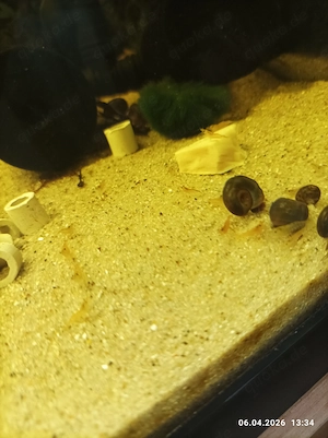 orangene Sakura Garnelen